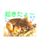 チョコちゃんスタンプ♡*(ふんわり編)（個別スタンプ：3）