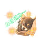 チョコちゃんスタンプ♡*(ふんわり編)（個別スタンプ：4）
