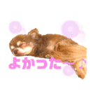 チョコちゃんスタンプ♡*(ふんわり編)（個別スタンプ：12）