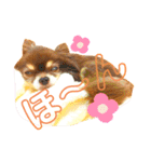 チョコちゃんスタンプ♡*(ふんわり編)（個別スタンプ：14）