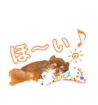 チョコちゃんスタンプ♡*(ふんわり編)（個別スタンプ：19）