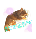 チョコちゃんスタンプ♡*(ふんわり編)（個別スタンプ：23）