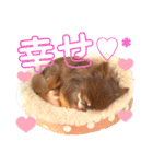 チョコちゃんスタンプ♡*(ふんわり編)（個別スタンプ：29）