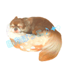 チョコちゃんスタンプ♡*(ふんわり編)（個別スタンプ：31）