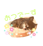 チョコちゃんスタンプ♡*(ふんわり編)（個別スタンプ：33）