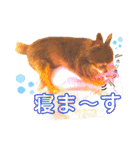 チョコちゃんスタンプ♡*(ふんわり編)（個別スタンプ：38）