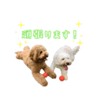【修正版】コロ と リュウ の スタンプ（個別スタンプ：4）
