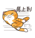 ランラン猫 36 (台湾版)（個別スタンプ：25）