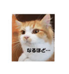 まろんcat 敬語丁寧語ver.（個別スタンプ：2）