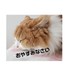 まろんcat 敬語丁寧語ver.（個別スタンプ：3）