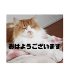 まろんcat 敬語丁寧語ver.（個別スタンプ：6）