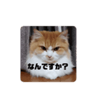 まろんcat 敬語丁寧語ver.（個別スタンプ：7）