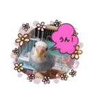 インコのリクちゃん♡ぴぃちゃんスタンプ（個別スタンプ：25）