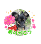 子犬のチワワ（個別スタンプ：4）