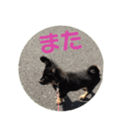 子犬のチワワ（個別スタンプ：6）