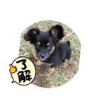 子犬のチワワ（個別スタンプ：13）