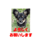 子犬のチワワ（個別スタンプ：15）