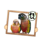 Newウロコインコフレンズ（個別スタンプ：1）