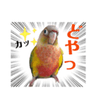 Newウロコインコフレンズ（個別スタンプ：7）