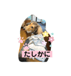 りん☆everyday（個別スタンプ：5）