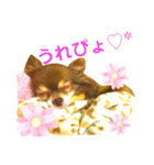 チョコちゃんスタンプ♡*(ごきげん編2)（個別スタンプ：11）