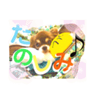 チョコちゃんスタンプ♡*(ごきげん編2)（個別スタンプ：15）