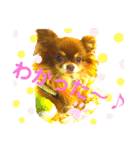 チョコちゃんスタンプ♡*(ごきげん編2)（個別スタンプ：20）