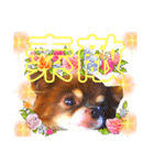 チョコちゃんスタンプ♡*(ごきげん編2)（個別スタンプ：25）
