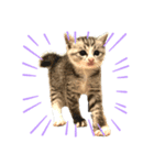 QUEUE猫ぴぃ（個別スタンプ：1）