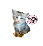 QUEUE猫ぴぃ（個別スタンプ：2）