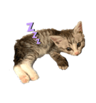 QUEUE猫ぴぃ（個別スタンプ：3）