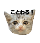 QUEUE猫ぴぃ（個別スタンプ：4）