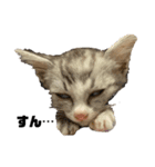 QUEUE猫ぴぃ（個別スタンプ：5）