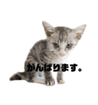 QUEUE猫ぴぃ（個別スタンプ：6）
