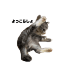 QUEUE猫ぴぃ（個別スタンプ：7）