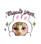 QUEUE猫ぴぃ（個別スタンプ：8）