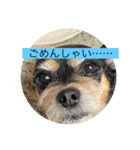 大好きな飼い犬！（個別スタンプ：7）