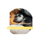 大好きな飼い犬！（個別スタンプ：10）