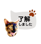 40！サビ猫センちゃんの使いやすいスタンプ（個別スタンプ：5）