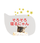 40！サビ猫センちゃんの使いやすいスタンプ（個別スタンプ：11）