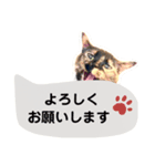 40！サビ猫センちゃんの使いやすいスタンプ（個別スタンプ：14）