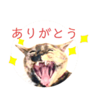 40！サビ猫センちゃんの使いやすいスタンプ（個別スタンプ：15）