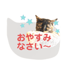 40！サビ猫センちゃんの使いやすいスタンプ（個別スタンプ：23）