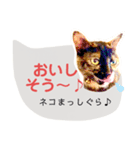 40！サビ猫センちゃんの使いやすいスタンプ（個別スタンプ：34）