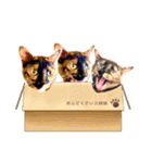 40！サビ猫センちゃんの使いやすいスタンプ（個別スタンプ：37）