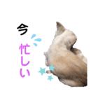 いちごとひめ（個別スタンプ：8）