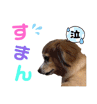 いちごとひめ（個別スタンプ：20）