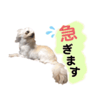 いちごとひめ（個別スタンプ：27）