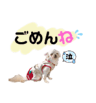 いちごとひめ（個別スタンプ：29）
