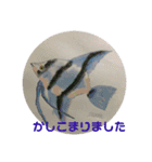 熱帯魚001（個別スタンプ：3）